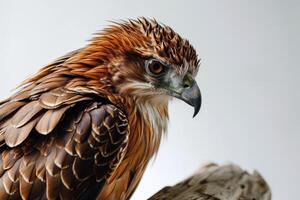 javanese hawk Eagle bird on the rooted in studio isolated on white background photo