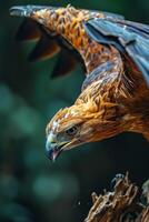 javanese Eagle bird flying in the natural habitat photo
