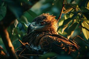 javanese Eagle bird on the rooted in natural habitat photo