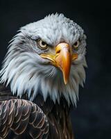 Bald Eagle bird in studio isolated on black background photo