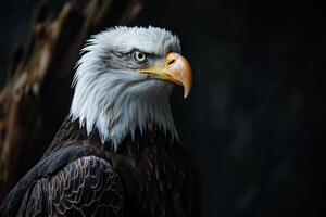 Bald Eagle bird on the rooted in studio isolated on black background photo
