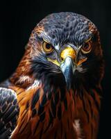 Black Kite Eagle bird in studio isolated on black background photo