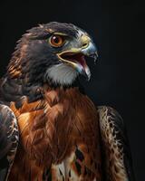 Black Kite Eagle bird in studio isolated on black background photo