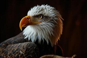Bald Eagle bird on the rooted in studio isolated on black background photo
