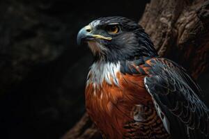 Black Kite Eagle bird on the rooted in studio isolated on black background photo