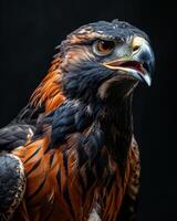 Black Kite Eagle bird in studio isolated on black background photo