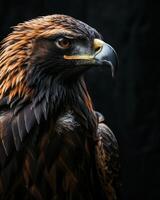 Black Kite Eagle bird in studio isolated on black background photo