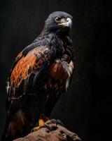 Black Kite Eagle bird on the rooted in studio isolated on black background photo