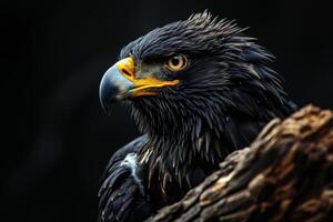 Black Eagle bird in studio isolated on black background photo