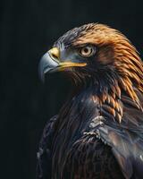 Black Kite Eagle bird on the rooted in studio isolated on black background photo