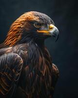 Black Kite Eagle bird in studio isolated on black background photo