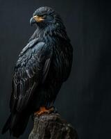 Black Eagle bird in studio isolated on black background photo