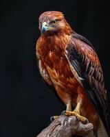 Bonelli's Eagle bird on the rooted in studio isolated on black background photo