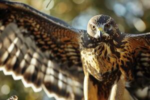 Northern Harrier Eagle bird flying in the natural habitat photo