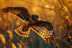 Northern Harrier Eagle bird flying in the forest photo