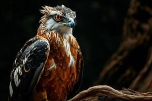 Crested Serpent Eagle bird on the rooted in studio isolated on black background photo