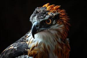 Crested Serpent Eagle bird in studio isolated on black background photo