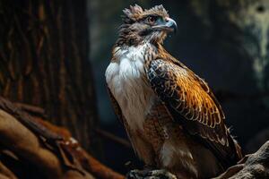 Crested Serpent Eagle bird on the rooted in studio isolated on black background photo