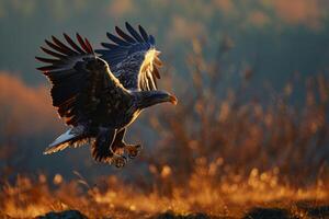 White tailed Eagle bird flying in the forest photo