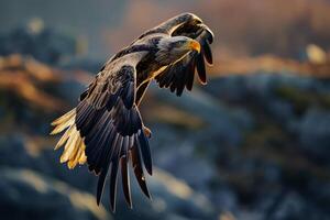 White tailed Eagle bird flying in the forest photo