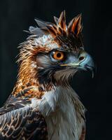 Crested Serpent Eagle bird in studio isolated on black background photo
