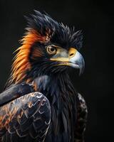 Long crested Eagle bird in studio isolated on black background photo