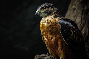 Crested Serpent Eagle bird on the rooted in studio isolated on black background photo