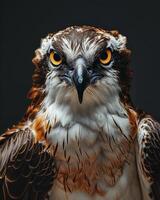 Osprey Eagle bird in studio isolated on black background photo