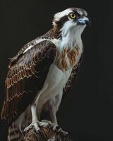 Osprey Eagle bird on the rooted in studio isolated on black background photo