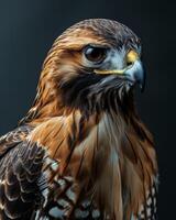 Red-tailed Hawk Eagle bird in studio isolated on black background photo