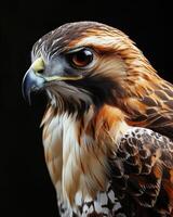 Red-tailed Hawk Eagle bird in studio isolated on black background photo