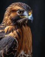 Red-tailed Hawk Eagle bird in studio isolated on black background photo