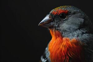 Shaft tail finch bird in studio isolated on black background photo