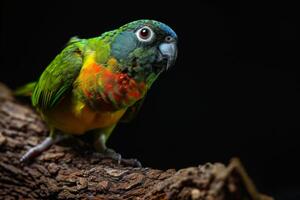 Blue faced Parrot Finch bird on the rooted in studio isolated on black background photo
