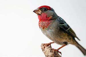 Star Finch bird on the rooted in studio isolated on white background photo