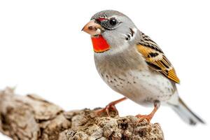 Zebra Finch bird standing on the rooted in studio isolated on white background photo