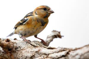 Finch bird standing on the rooted in studio isolated on white background photo