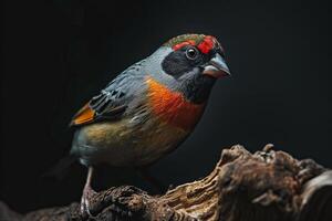 Shaft tail Finch bird on the rooted in studio isolated on black background photo