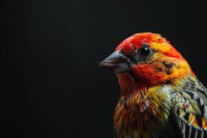 finch bird in studio isolated on black background photo