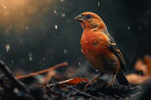 Finch bird standing in the rainfall in natural habitat photo