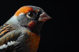 Shaft tail finch bird in studio isolated on black background photo