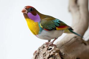 Gouldian Finch bird standing on the rooted in studio isolated on white background photo