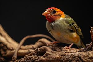 Finch bird on the rooted in studio isolated on black background photo