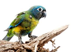 Blue faced parrot Finch bird standing on the rooted in studio isolated on white background photo