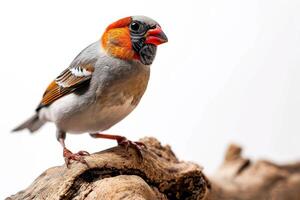 Shaft tail Finch bird standing on the rooted in studio isolated on white background photo