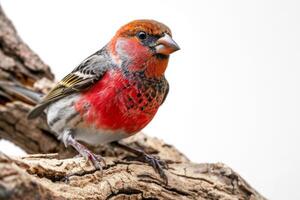 Finch bird standing on the rooted in studio isolated on white background photo