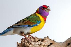 Lady Gouldian Finch bird standing on the rooted in studio isolated on white background photo
