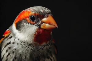 Zebra finch bird in studio isolated on black background photo