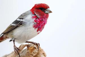 Red Headed Finch bird standing on the rooted in studio isolated on white background photo