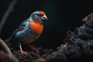 Zebra Finch bird on the rooted in studio isolated on black background photo